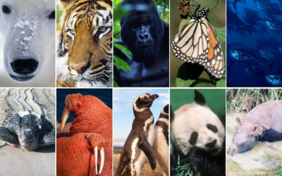 Protecting Our Planet’s Rarest: Celebrating National Endangered Species Day