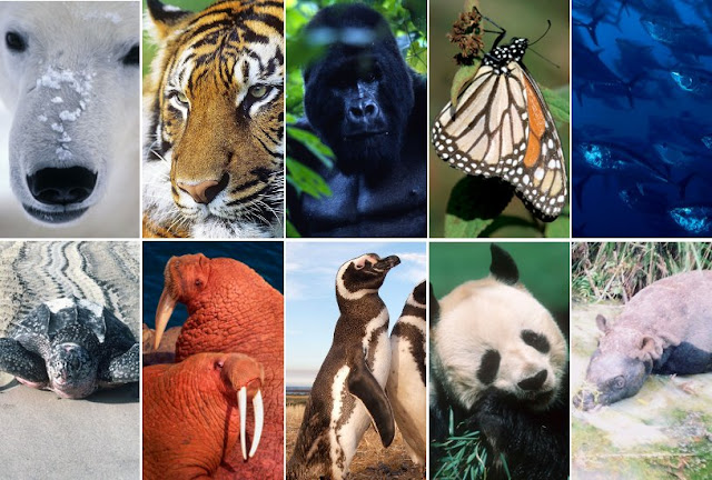Protecting Our Planet’s Rarest: Celebrating National Endangered Species Day